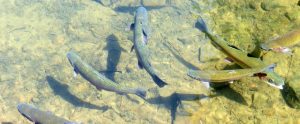 rainbow trouts view from above water