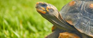 red-footed tortoise on grass