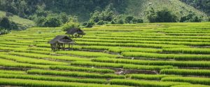 rice field Chiang Mai Thailand