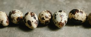row of speckled quail eggs