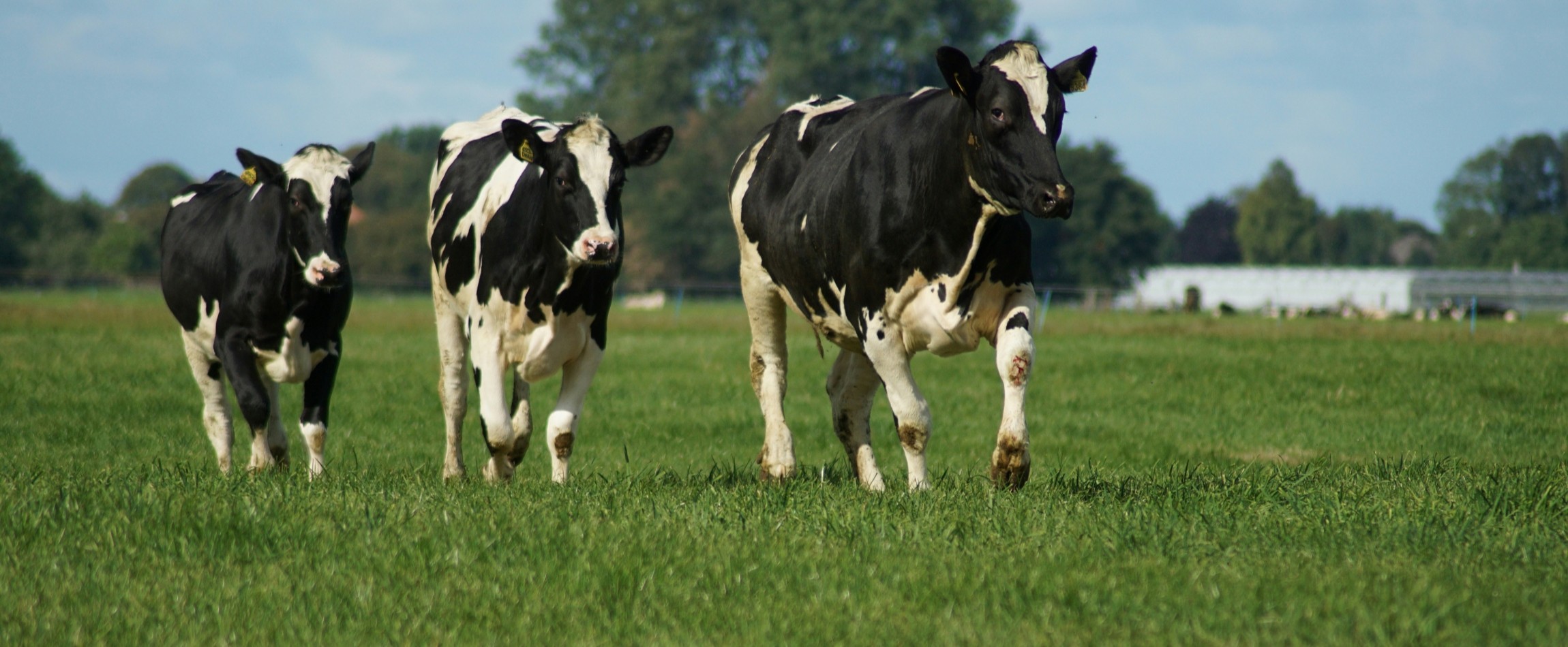 three black-and-white cows walking in grass field