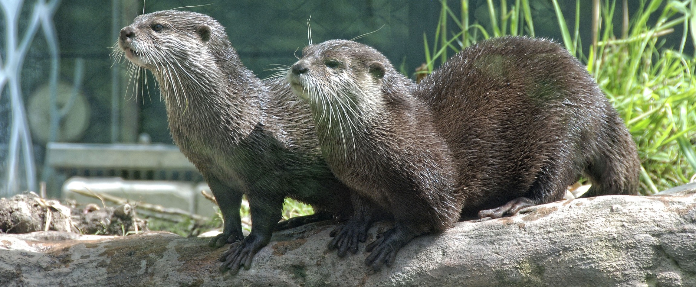 two otters on log zoo Vienna Austria