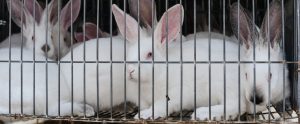 white rabbits crowded together in wire cage Spain