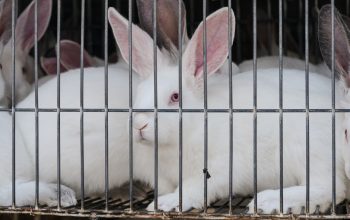 white rabbits crowded together in wire cage Spain