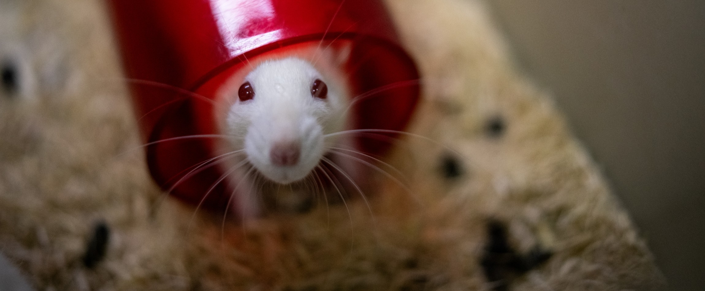 white rat staring out from red tunnel laboratory cage