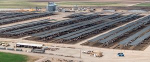 aerial view of cow feedlot Arizona