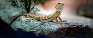 bearded dragon on rock looking alert