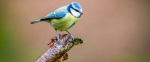 blue tit perched on end of branch