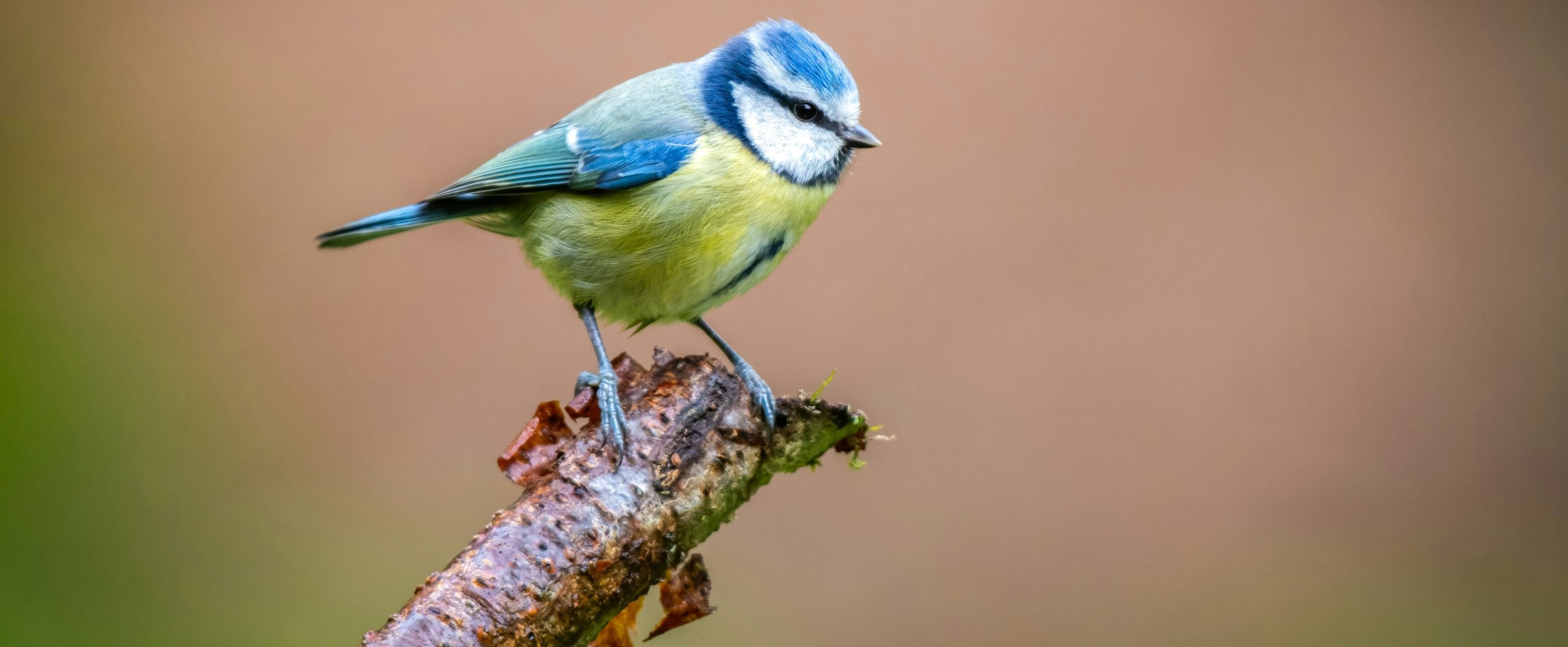 blue tit perched on end of branch