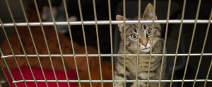 brown tabby cat in cage animal shelter
