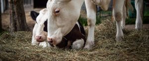cow next to calf lying down in hay