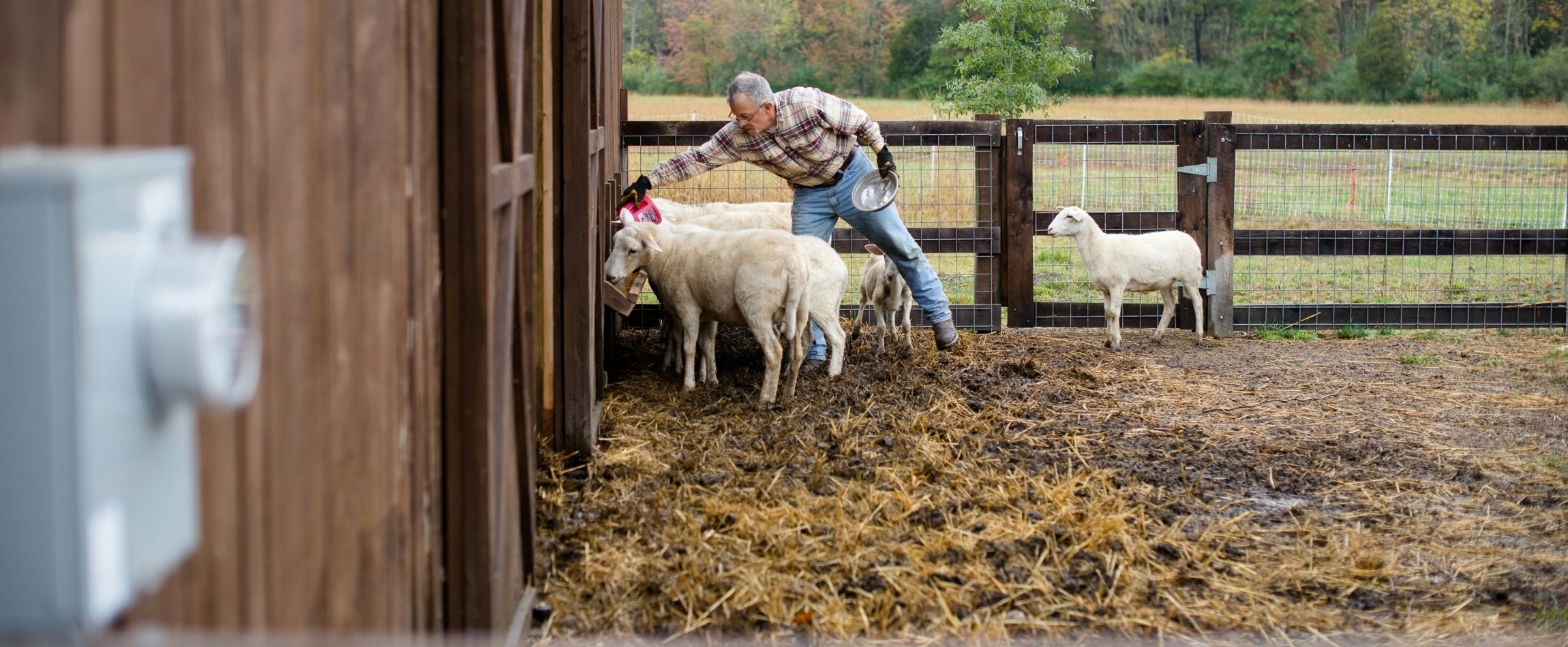 farmer feeding sheep in outdoor pen