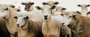 flock of sheep outdoors