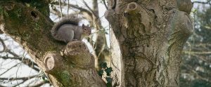 grey squirrel in tree