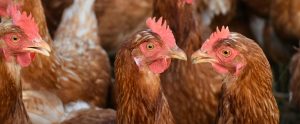 group of brown chickens close together