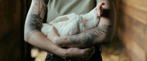 person holding white chicken