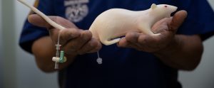 person holding white plastic non-animal model rat for research