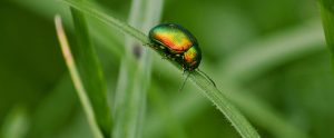 shiny green-and-red beetle on blade of grass