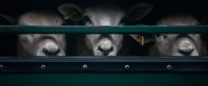 three sheep staring out from transport truck