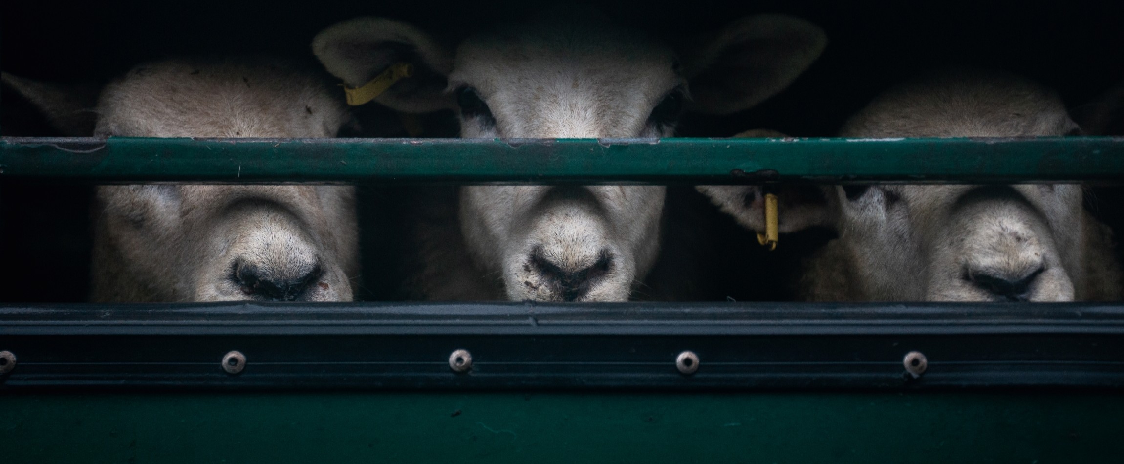 three sheep staring out from transport truck