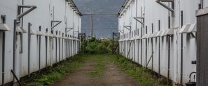 view of two chicken barns from outside Taiwan