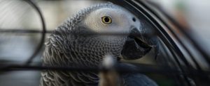 African grey parrot staring through cage bars