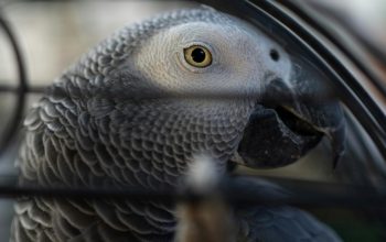 African grey parrot staring through cage bars