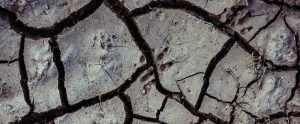 animal print in cracked earth
