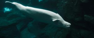 beluga swimming upside down in tank