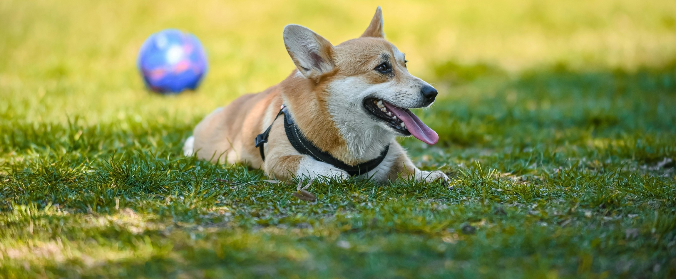 brown-and-white dog Corgi lying on grass panting