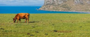 brown cow grazing along coast Tasmania Australia