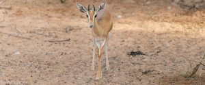 gazelle staring straight at camera Dubai United Arab Emirates