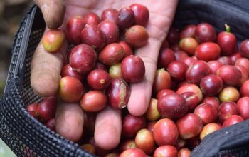 hand holding coffee cherries coffee farm Indonesia