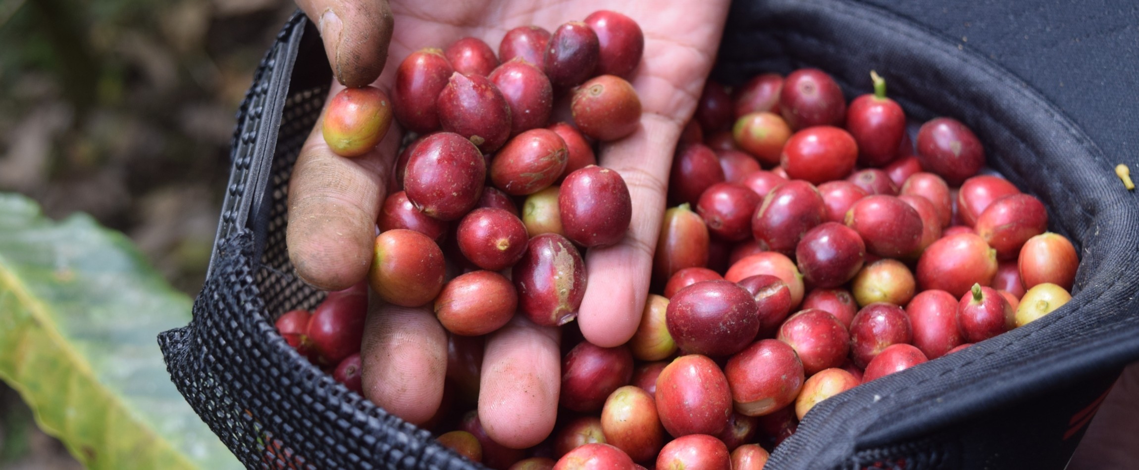 hand holding coffee cherries coffee farm Indonesia