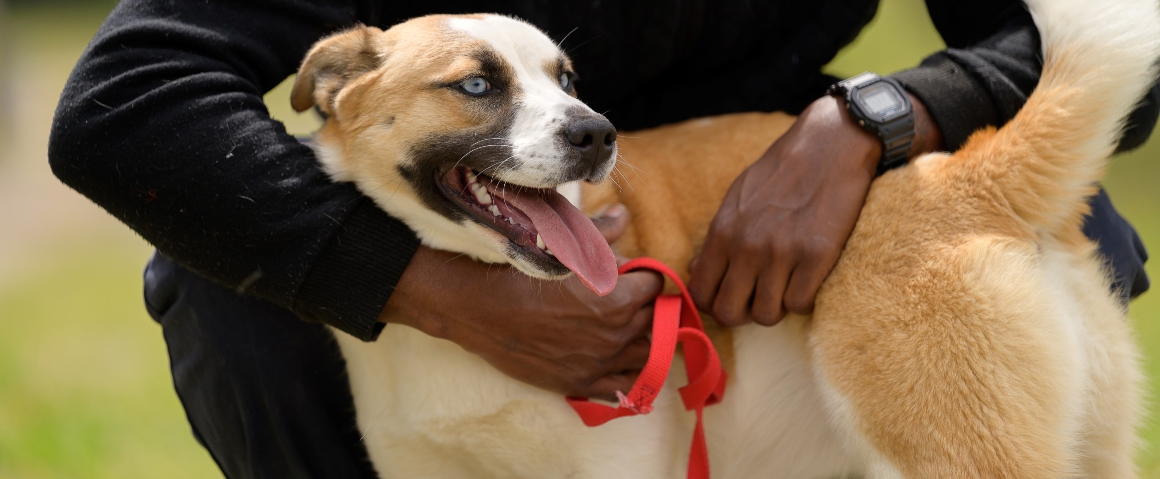 person crouching down hugging brown dog outdoors