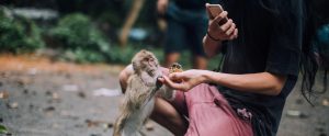 person kneeling down feeding monkey and taking photo
