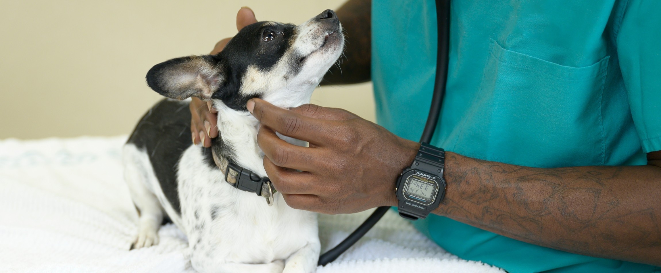 person wearing scrubs examining small black-and-white dog