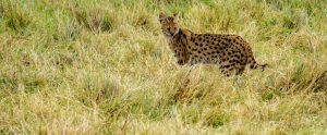 serval standing in tall grass Serengeti Tanzania Africa