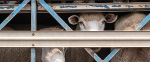 sheep staring out from transport truck