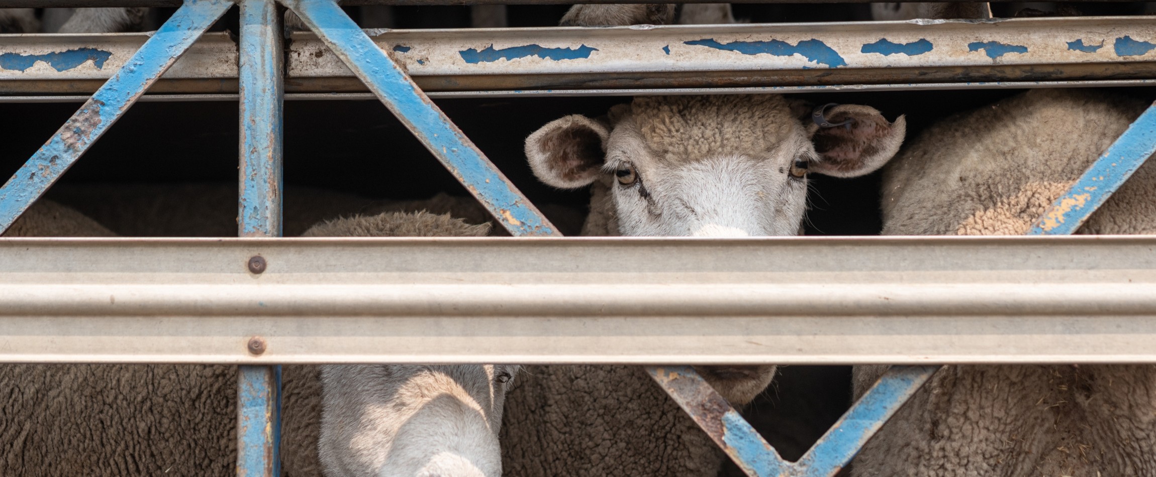 sheep staring out from transport truck