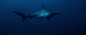 side view of hammerhead shark