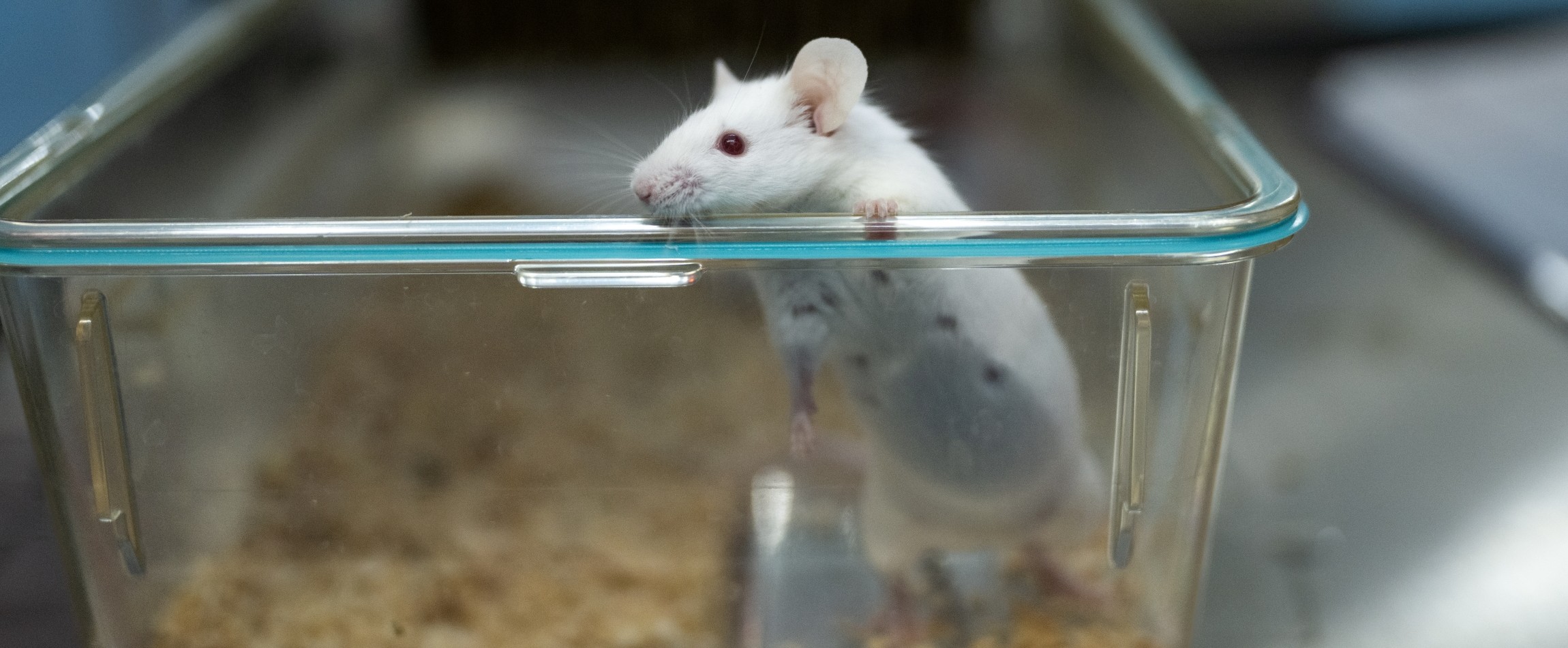 white mouse with red eyes standing up in open laboratory cage