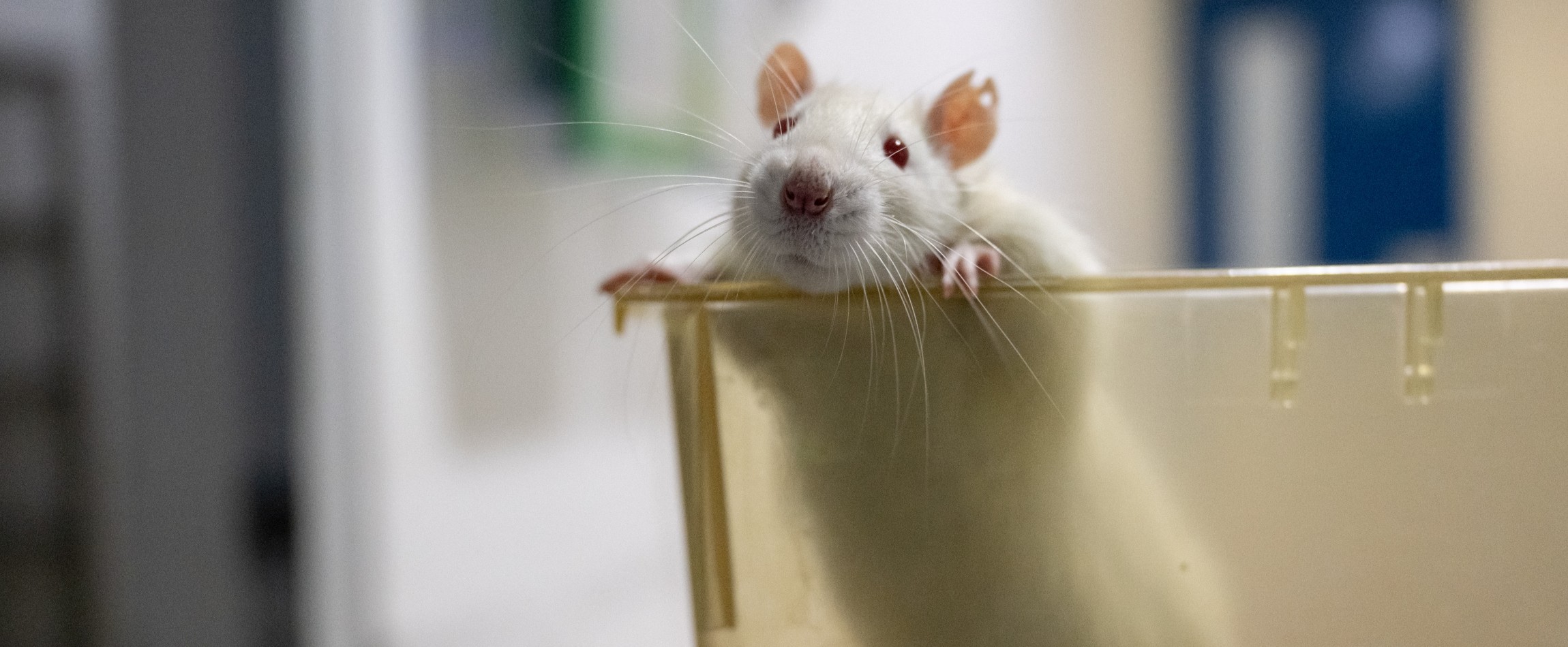 white rat with red eyes peering over edge of open laboratory cage