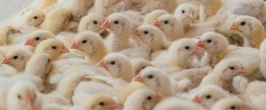 young broiler chickens crowded together Mexico