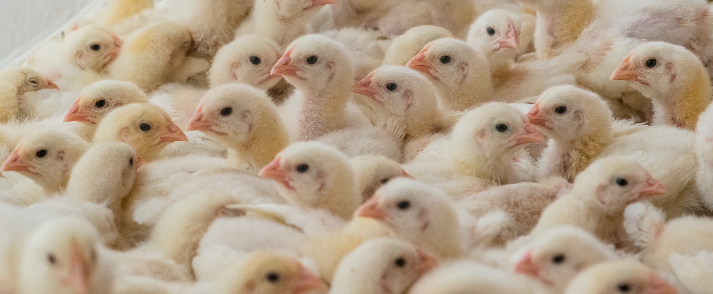 young broiler chickens crowded together Mexico