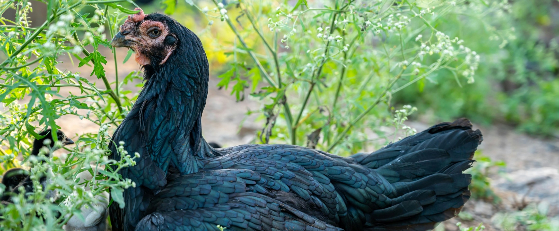 black chicken sitting on ground outdoors Tamil Nadu India