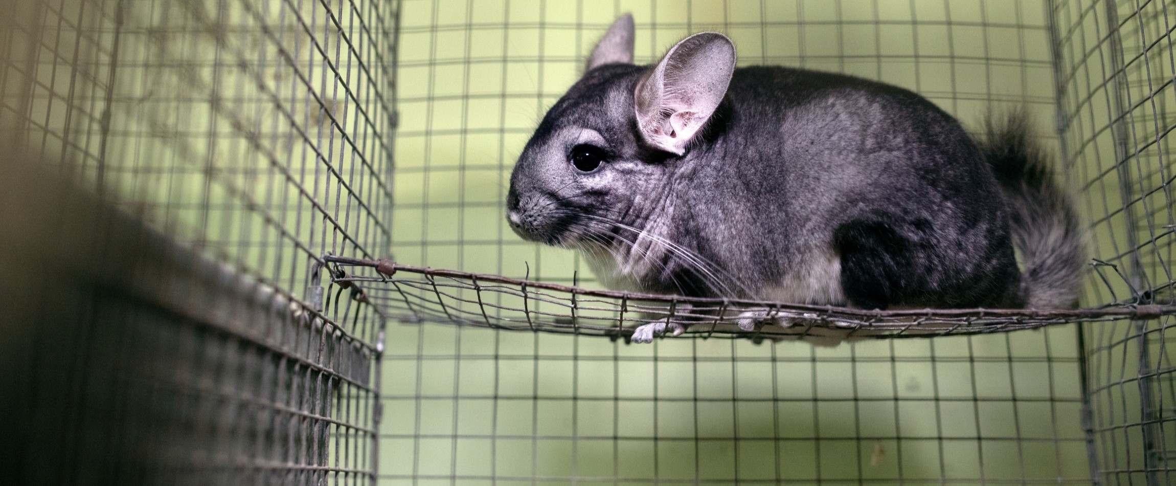 chinchilla in small wire cage fur production Ukraine
