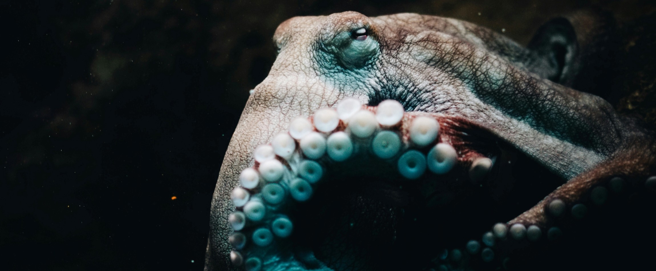 close-up of octopus eye