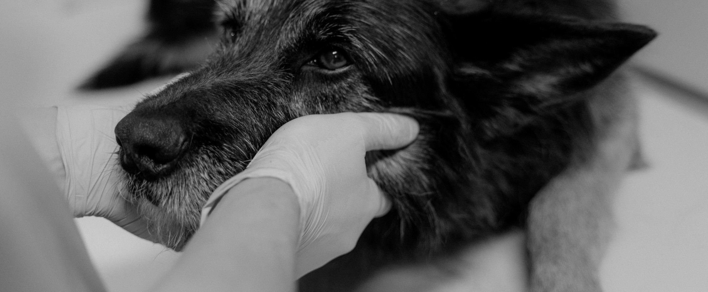 dog resting head in hands wearing latex gloves black and white