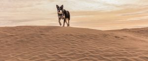 dog walking on red sand Little Sahara National Recreation Area Utah